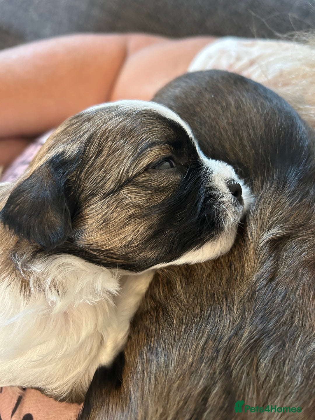 Shorkie dogs for sale: Shorkie pups - Image 2