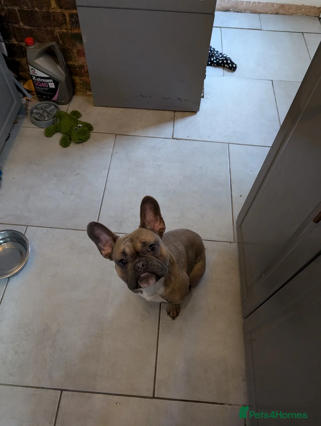 French Bulldog dogs for sale: French bulldog  - Advert 4