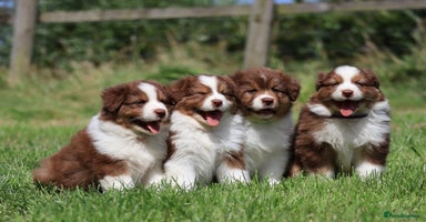 Australian Shepherd dogs - Advert 3