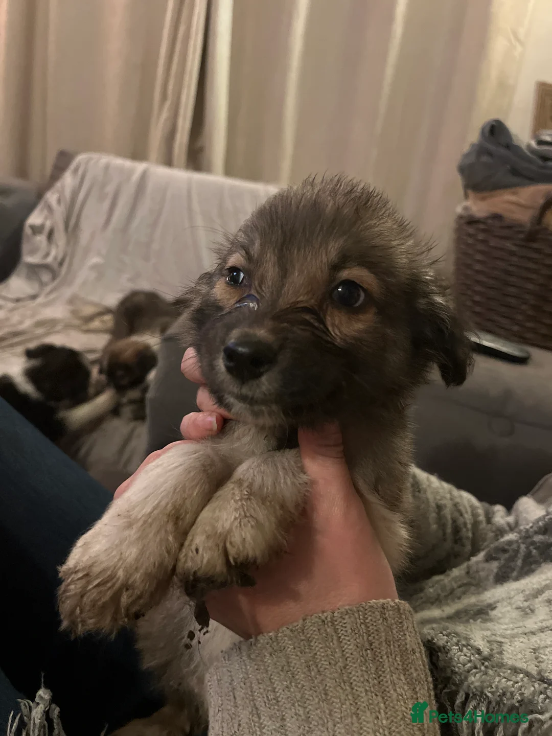 Border Collie dogs for sale: 9 week old Border Collie puppies - Advert 2