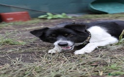 Mixed Breed dogs for adoption: 💙🐶 BOB 🐶💙 - Image 14