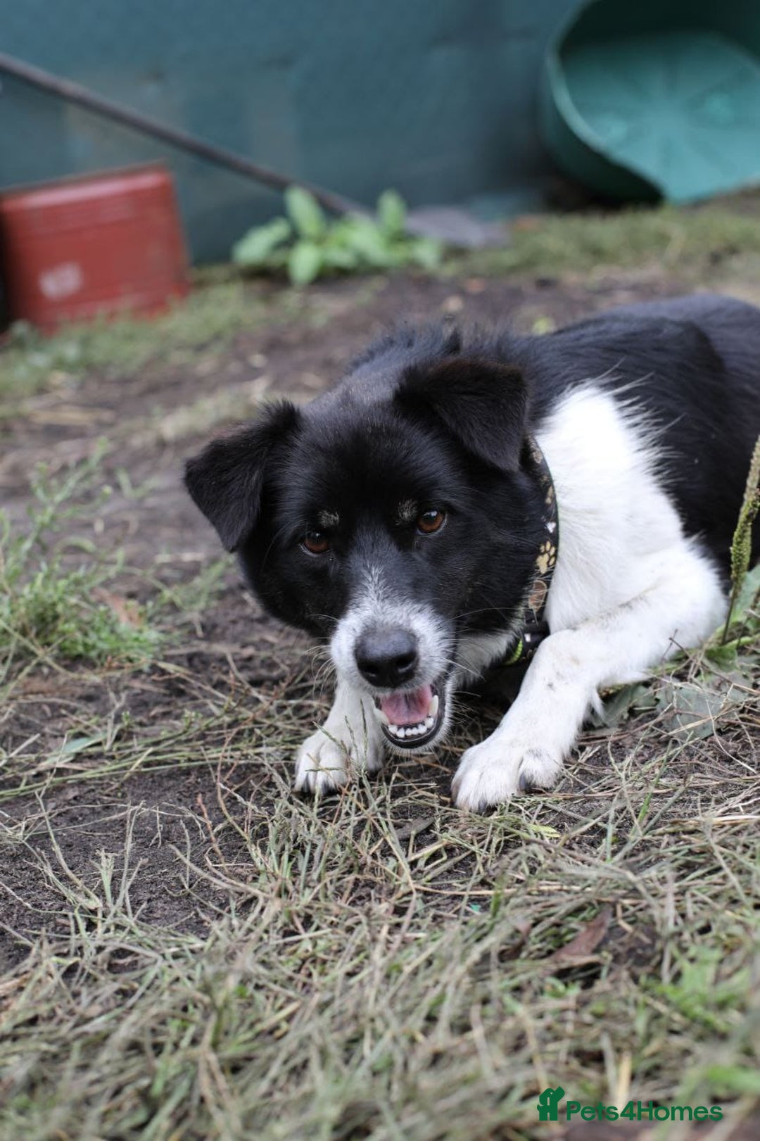 Mixed Breed dogs for adoption: 💙🐶 BOB 🐶💙 - Image 14