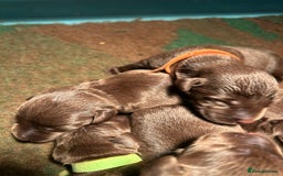 Labrador Retriever dogs for sale: Chunky Chocolate Labrador Puppies  - Image 12