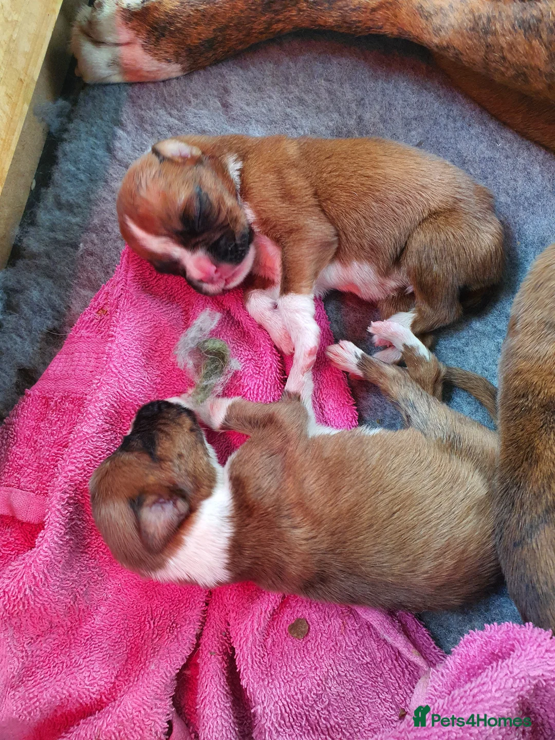 Boxer dogs for stud: For stud kc proven bobtail stunning boy in Telford - Advert 7