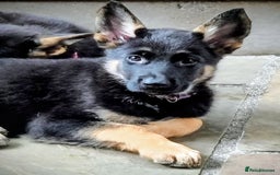 German Shepherd dogs for sale: Working German Shepherd puppies  - Image 1