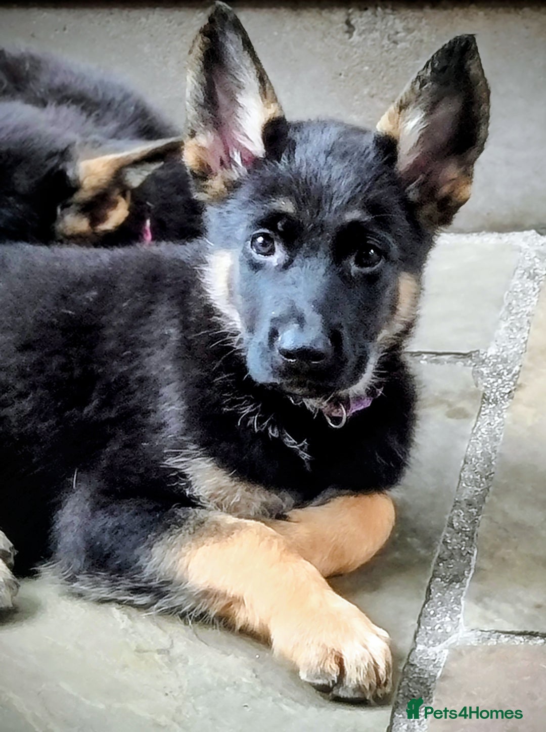 German Shepherd dogs for sale: Working German Shepherd puppies  - Image 1