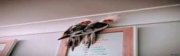 Cockatiels birds for sale: Beautiful Cockatiel Pair – Loving in Blandford Forum - Advert 3
