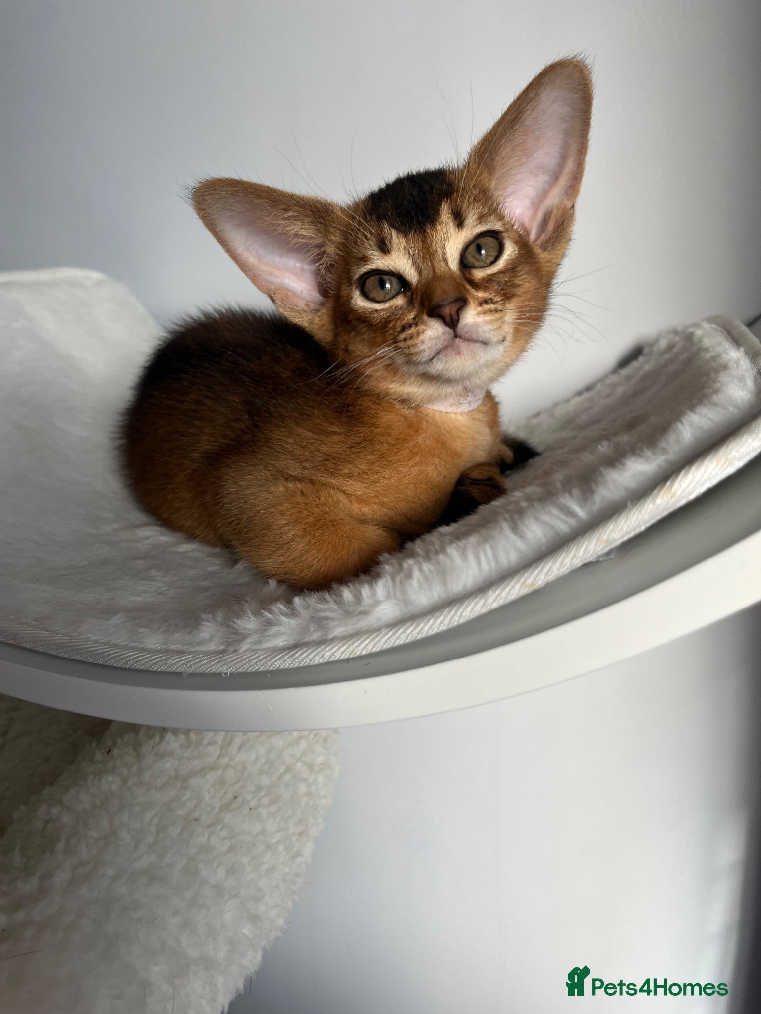 Abyssinian cats Adorable Abyssinian kittens - Advert 2