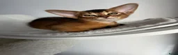Abyssinian cats for sale: Adorable Abyssinian kittens - Advert 19