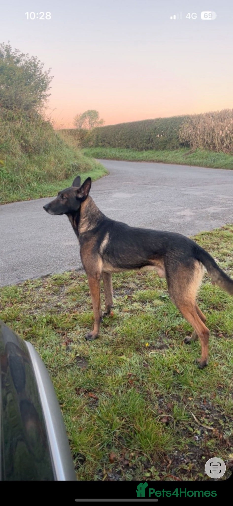 Belgian Shepherd Dog dogs Mali dutchie puppies  - Advert 2