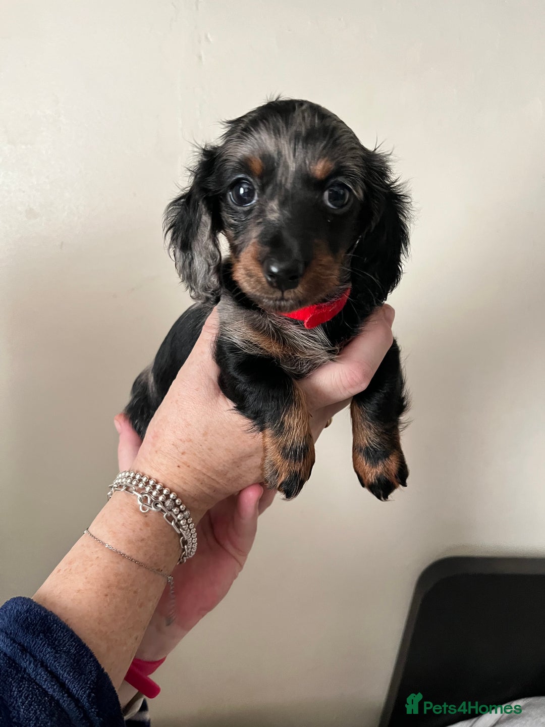 Dachshund dogs for sale: Miniature Dachshund Pups  - Advert 10