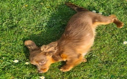 Doxiepoo dogs for sale: Daxipoo  - Image 21