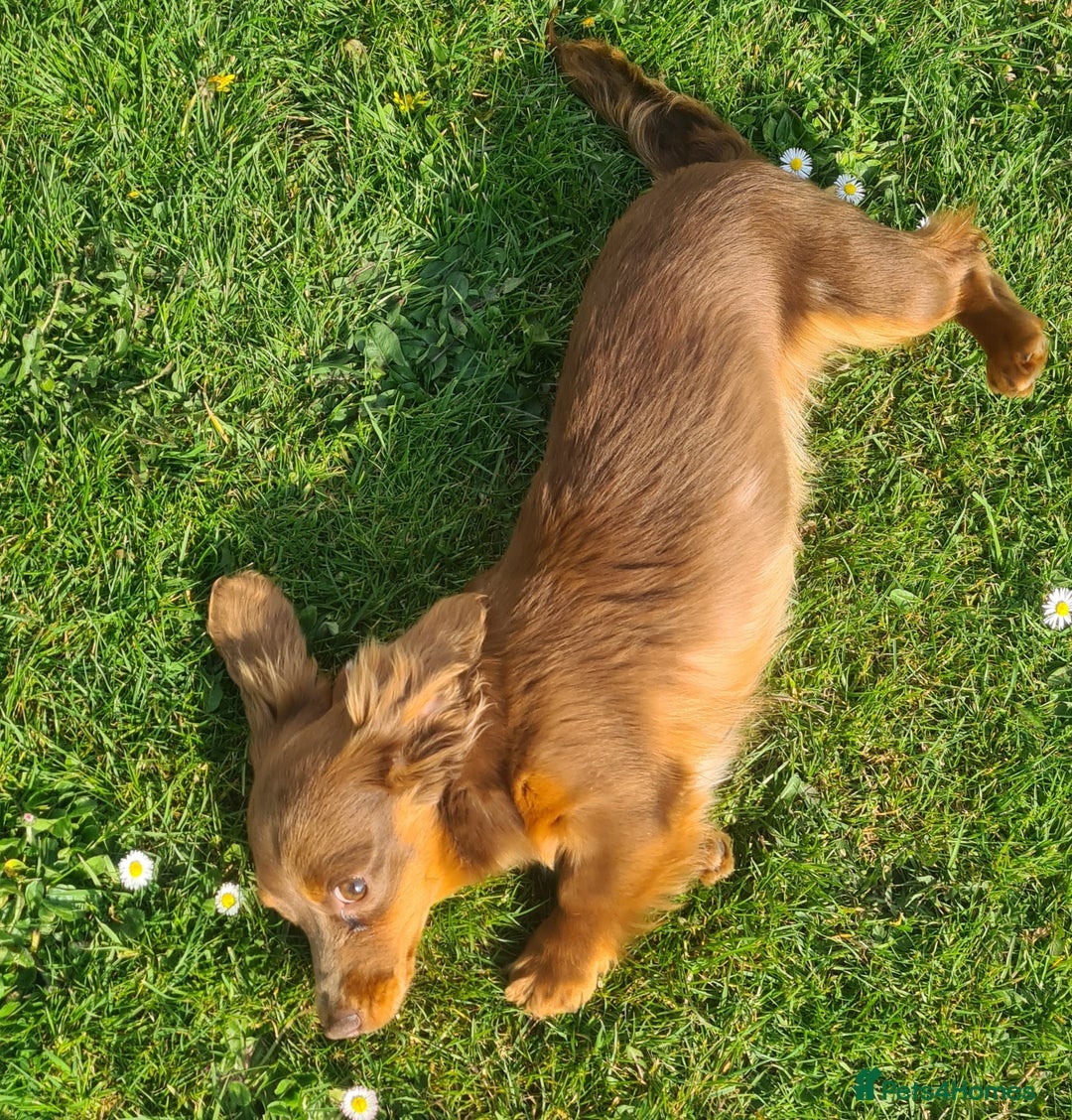 Doxiepoo dogs for sale: Daxipoo  - Image 21