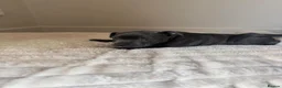 Staffordshire Bull Terrier dogs for sale: Staffordshire bull terrier in Wymondham - Advert 4