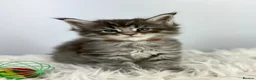 Maine Coon cats for sale: ✨7 Gorgeous Pure Breed Maine Coon Kittens✨ - Advert 11