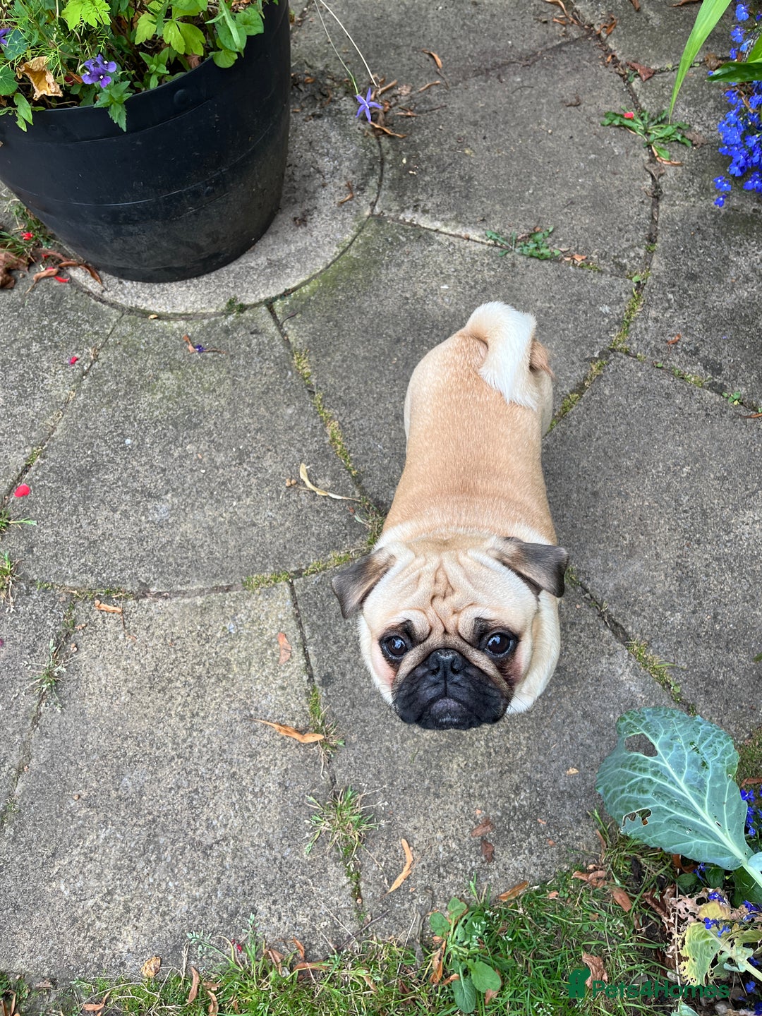 Pug dogs for stud: Jack and Victor -Glaswegian pug brothers for stud - Image 12