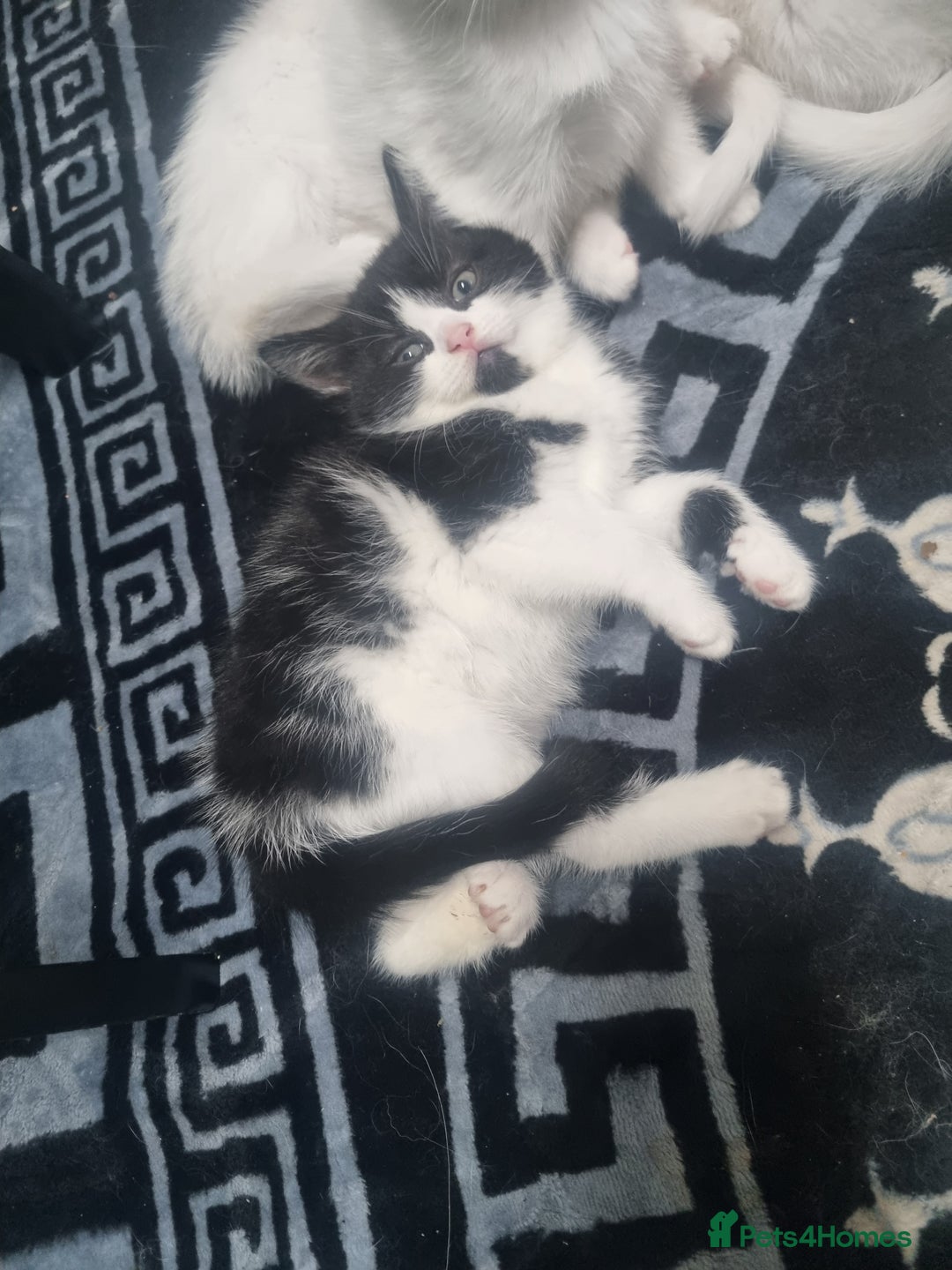 Mixed Breed cats for sale: Beautiful Littter of 4 kittens - Image 12
