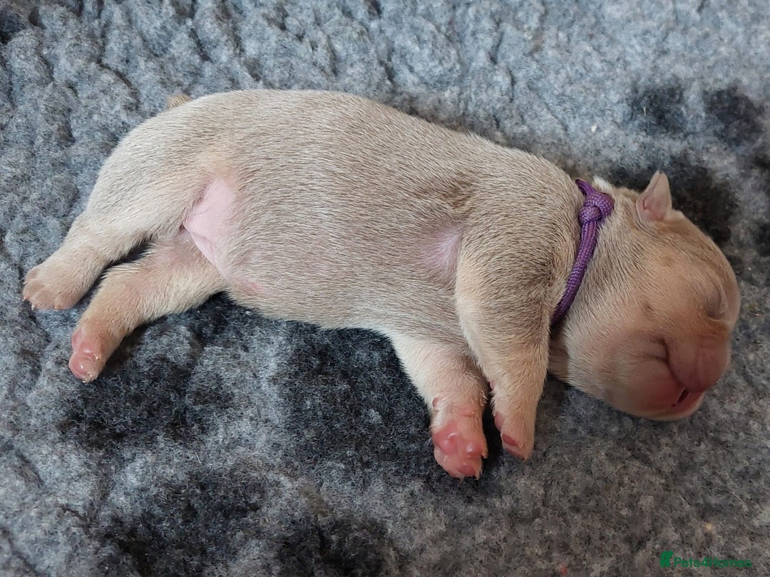 French Bulldog dogs for sale: KC Registered French Bulldog Puppies - Image 7