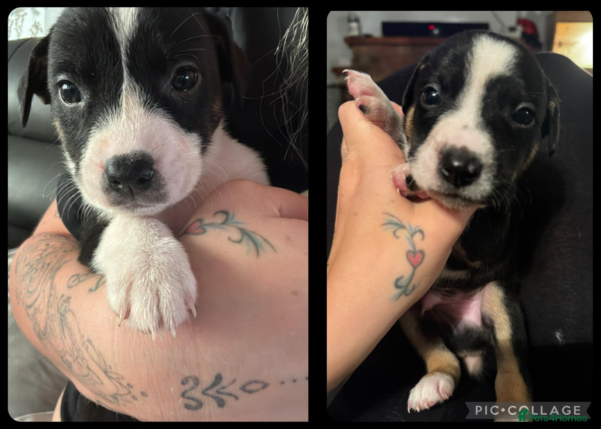 Mixed Breed dogs Pups for sale  - Advert 2