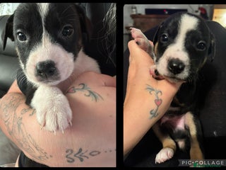 Mixed Breed dogs Pups for sale - Advert 2