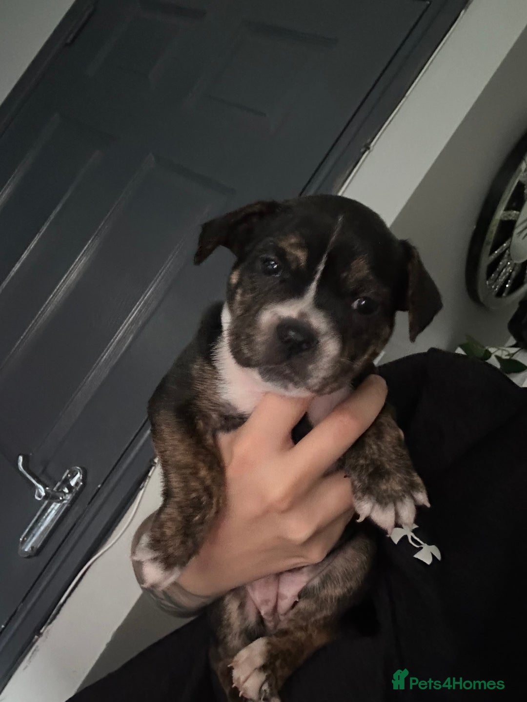 Mixed Breed dogs for sale: 5 week old staffie pups for sale - Image 11