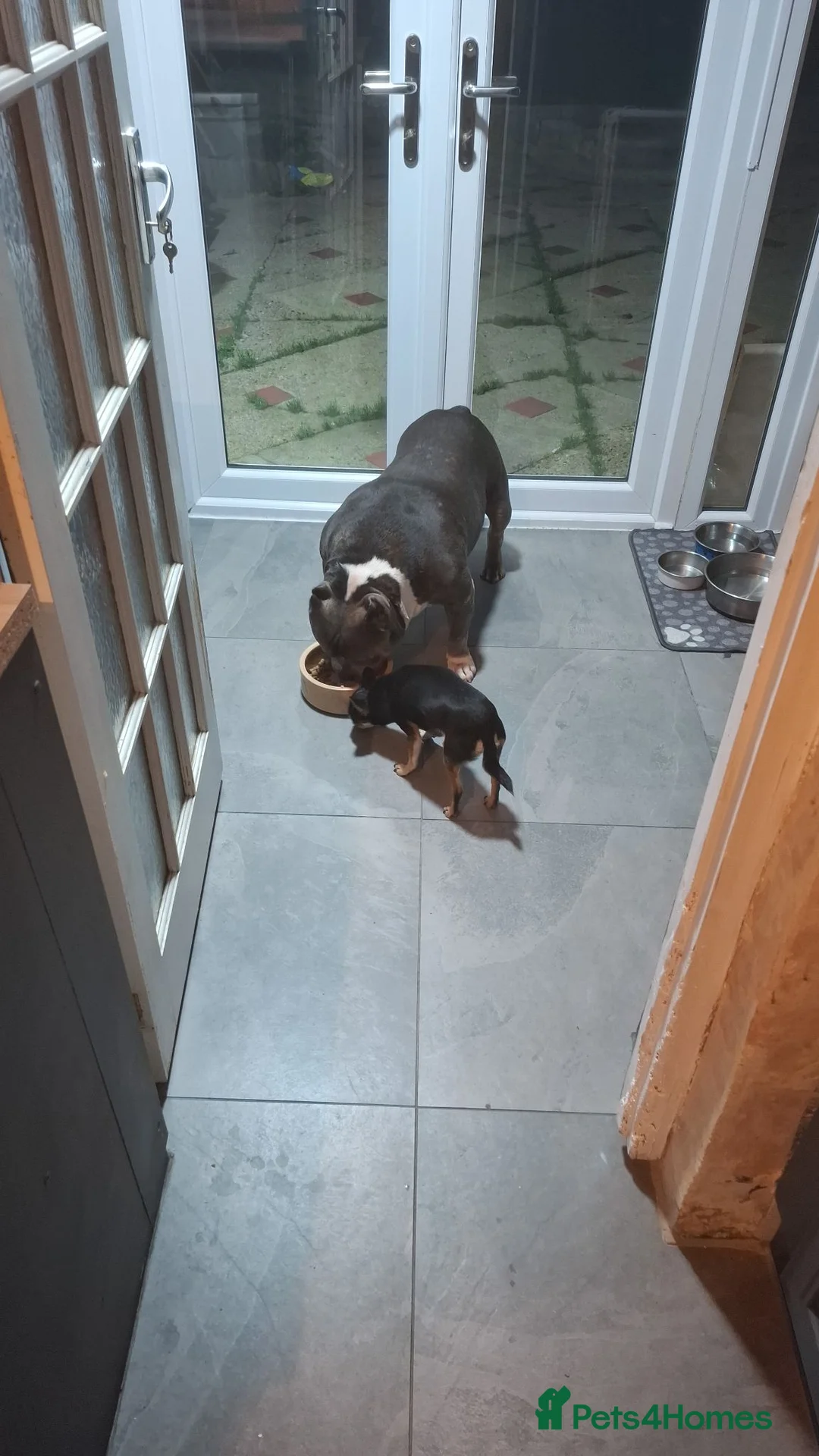 Chihuahua dogs for sale: Chihuahua for adoption in Harlow - Advert 2