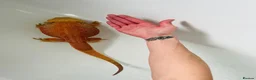 Bearded Dragon reptiles for sale: 2 year old male red hypo blue bars het trans in Southampton - Advert 7