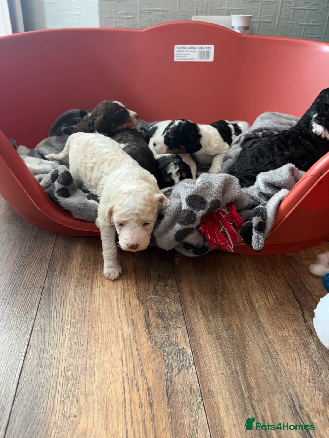 Bernedoodle dogs for sale: Stunning bernedoodle puppies  - Advert 27