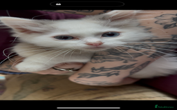 Ragdoll cats for sale: Beautiful Ragdoll kittens - Image 8