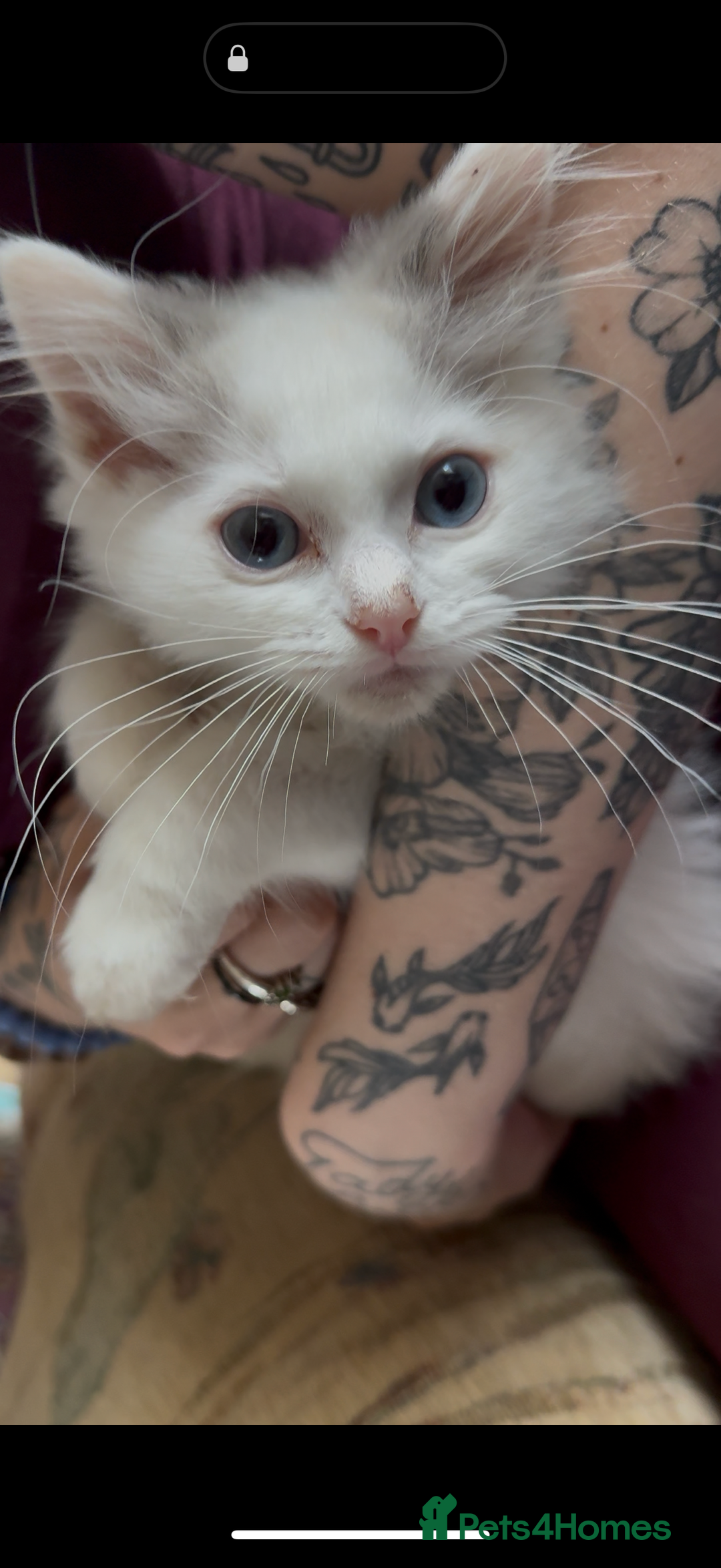 Ragdoll cats for sale: Beautiful Ragdoll kittens - Image 8