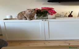 British Shorthair cats for sale: Our wonderful boy, Ferguson for sale  - Advert 18