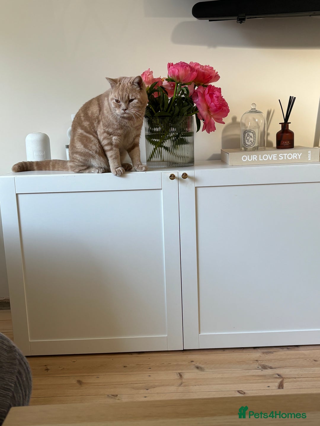 British Shorthair cats for sale: Our wonderful boy, Ferguson for sale  - Advert 18