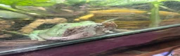 Frog reptiles for sale: 🐸 White’s Tree Frogs for Sale 🐸 - Advert 3