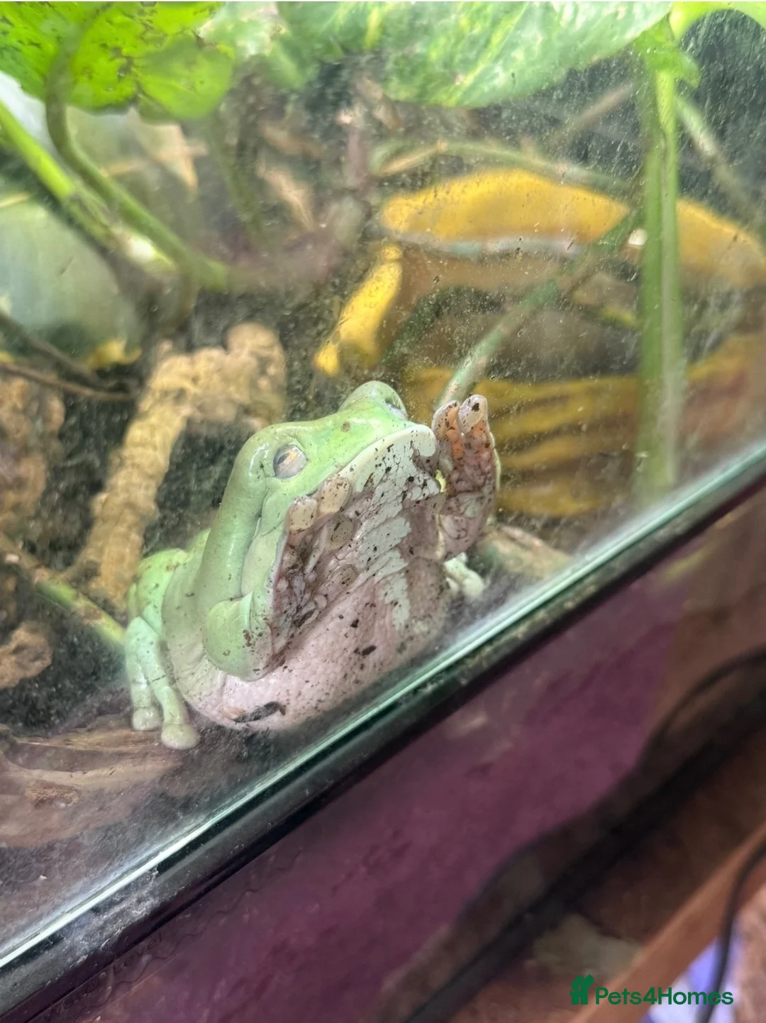 Frog reptiles for sale: 🐸 White’s Tree Frogs for Sale 🐸 - Advert 3