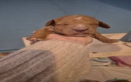 Australian Labradoodle dogs for sale: Australian Labradoodle Puppies  - Advert 6