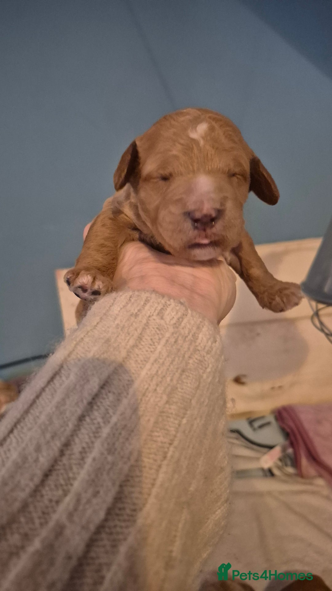 Australian Labradoodle dogs for sale: Australian Labradoodle Puppies  - Advert 6