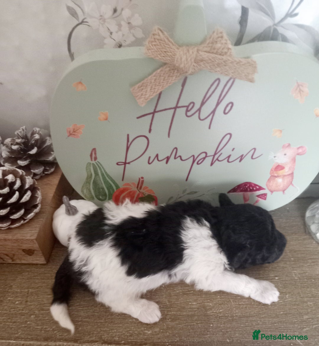 Toy Poodle dogs for sale: **1 PARTI BOY AVAILABLE**READY 21st DECEMBER** - Advert 26