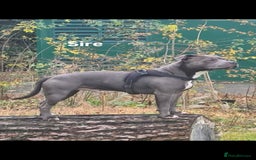 Staffordshire Bull Terrier dogs for sale: Staffordshire bull terrier puppies | blue staff - Image 6