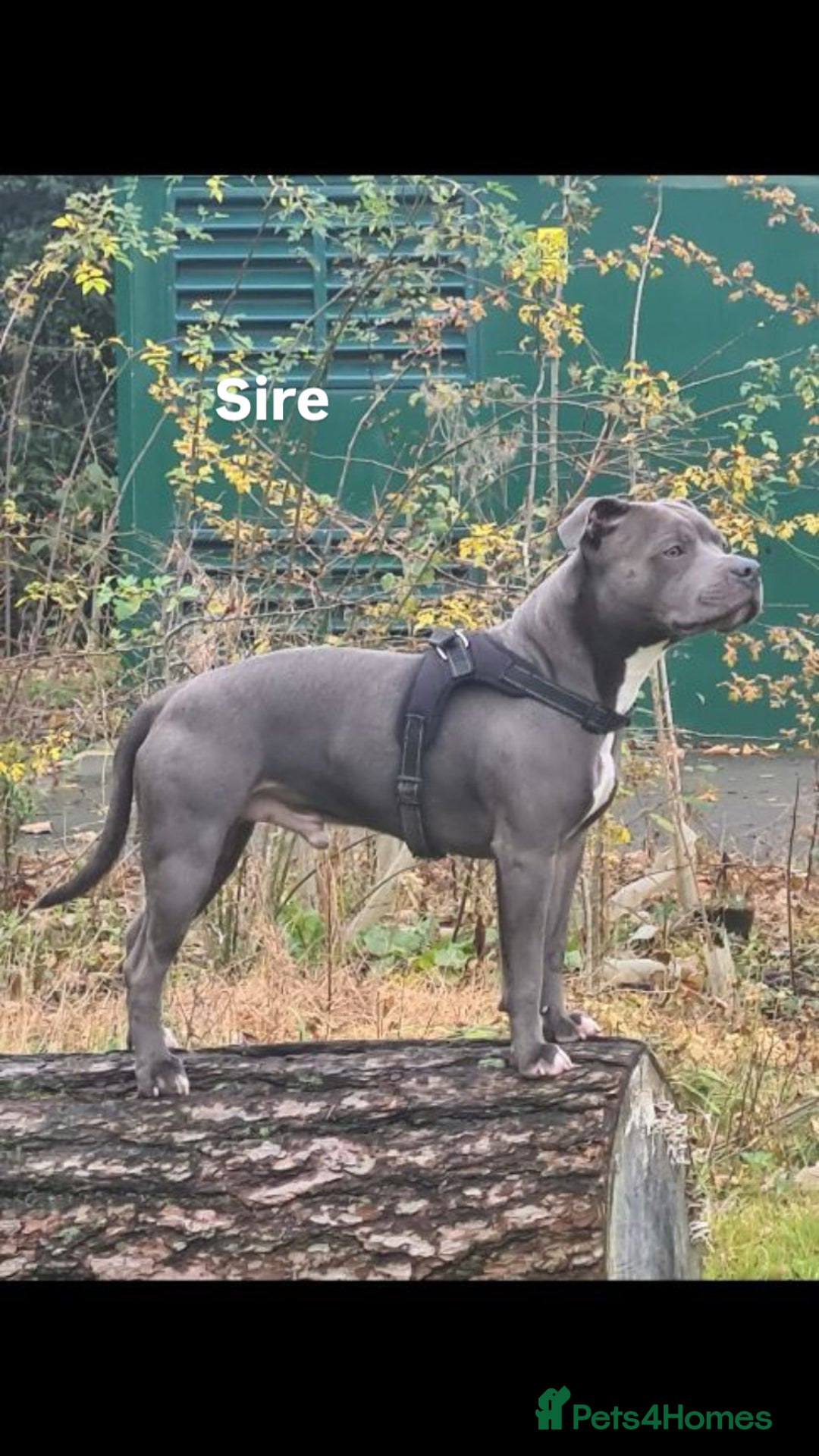 Staffordshire Bull Terrier dogs for sale: Staffordshire bull terrier puppies | blue staff - Image 6