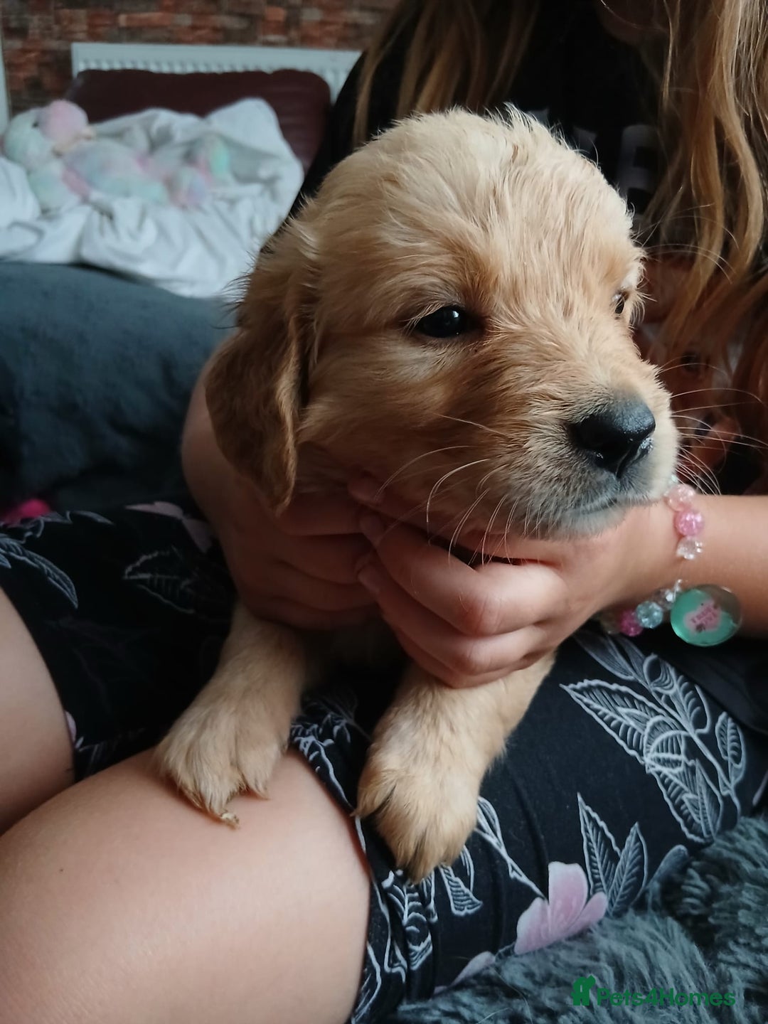 Golden Retriever dogs for sale: 🐾 Golden Retriever Puppies – Ready Soon! 🐾 - Image 19