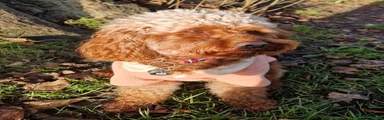 Cavapoo 1