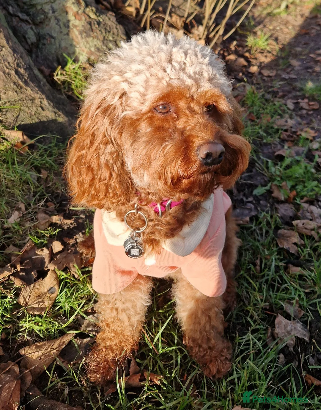 Cavapoo dogs for sale: Maysie  - Advert 2