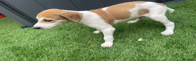 Buster 