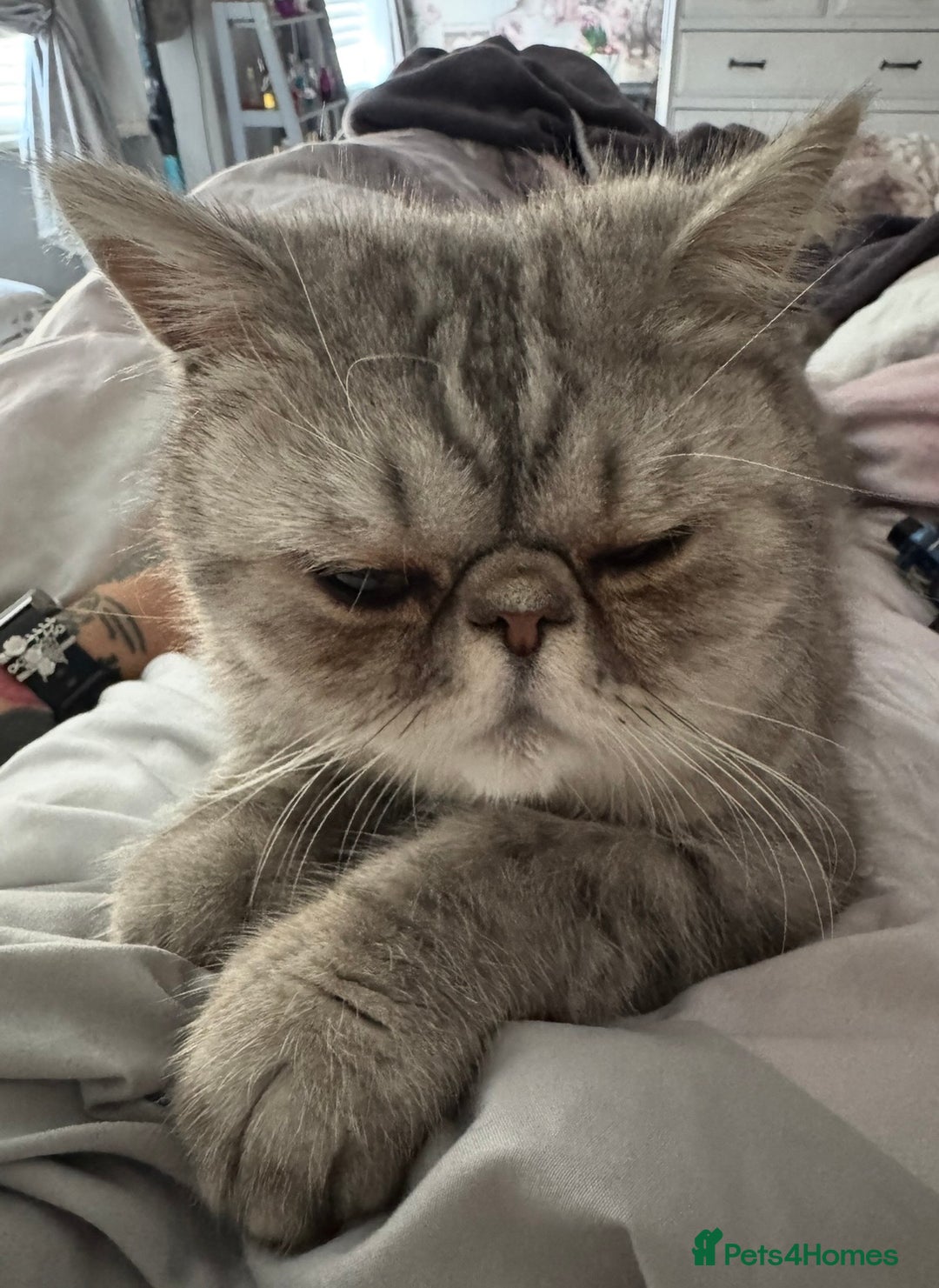 Persian cats for sale: 4 year old Persian male - Image 3