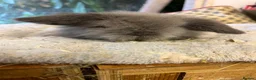Mini Lion Lop rabbits for sale: Pure mini lion lops from show stock  - Advert 13