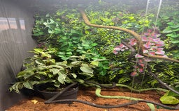 Chameleon reptiles for sale: Jackson’s breeding pair Chameleons with set up in Llandudno - Image 6