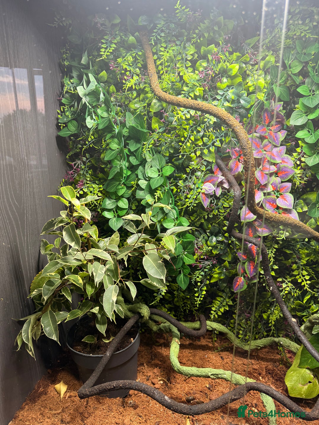 Chameleon reptiles for sale: Jackson’s breeding pair Chameleons with set up in Llandudno - Image 6