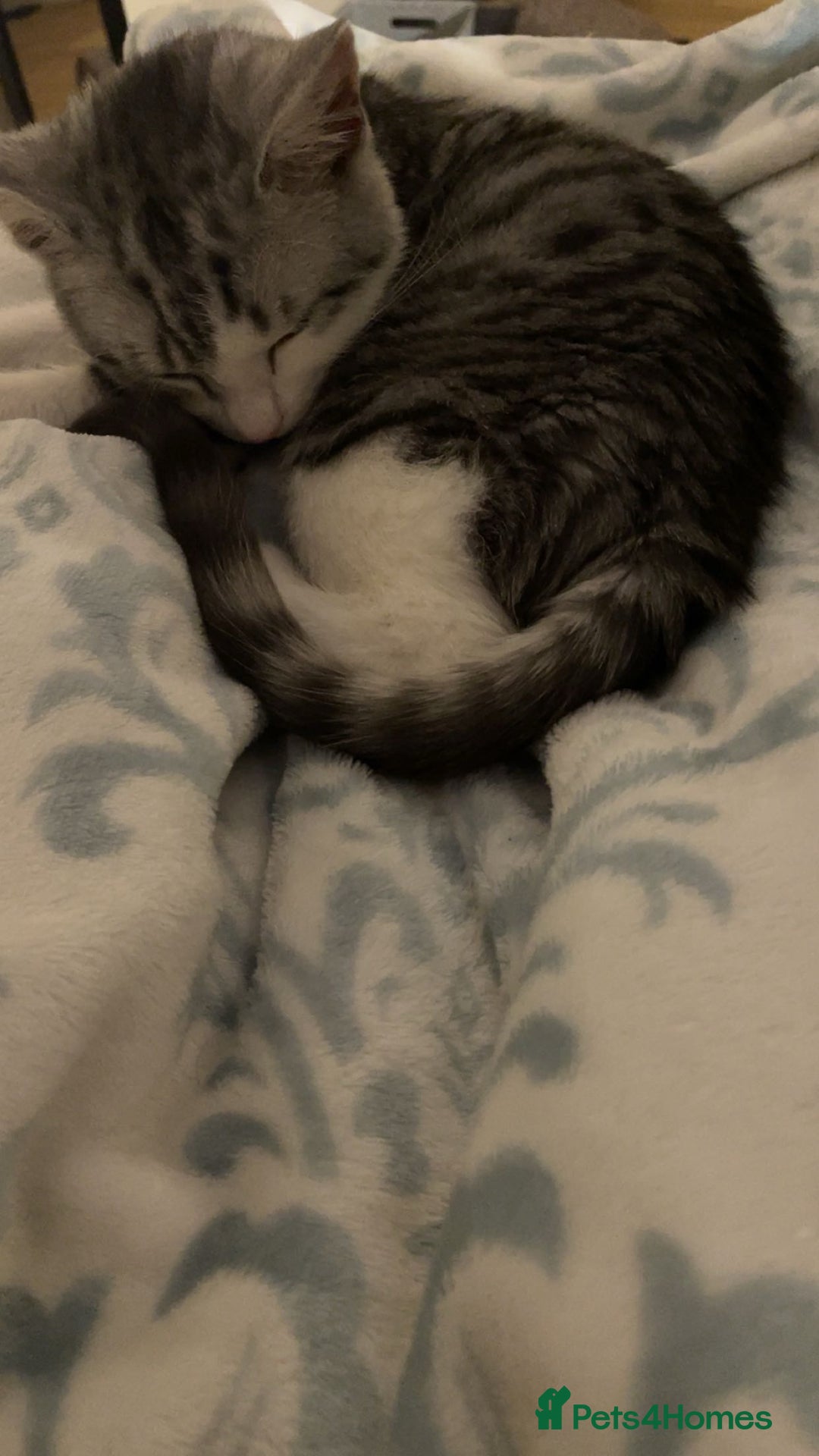 American Shorthair cats for sale: Sushy loving kitten looking for permanent home - Advert 7