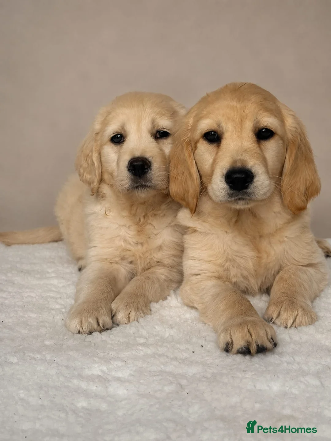 Golden Retriever dogs for sale: Golden retriever puppies - Advert 2