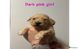 Golden Retriever dogs for sale: Stunning Showline Golden Retrievers 🐾  - Image 14